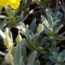 Helianthemum nummularium 'Praecox'