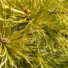 Pinus sylvestris 'Aurea'