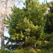 Pinus sylvestris 'Aurea'