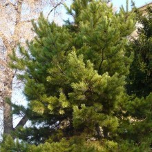 Pinus sylvestris 'Aurea'