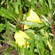 Oenothera macrocarpa 'Greencourt Lemon'