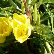 Oenothera macrocarpa 'Greencourt Lemon'
