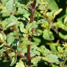 Origanum laevigatum 'Hopleys'