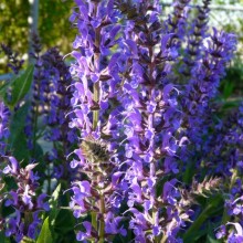 Salvia nemorosa 'Primavera'