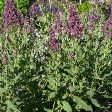 Salvia nemorosa 'Pusztaflamme'
