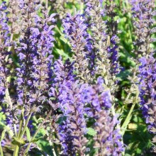 Salvia nemorosa 'Viola Klose'