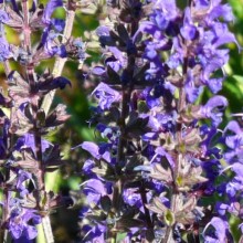 Salvia nemorosa 'Viola Klose'