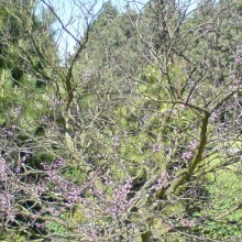 Cercis canadensis