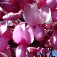 Cercis canadensis