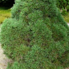 Pinus sylvestris 'Globosa Viridis'