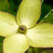 Cornus kousa