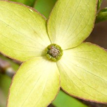 Cornus kousa