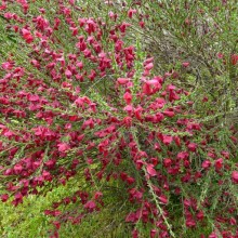 Cytisus x praecox 'Boskoop Ruby'