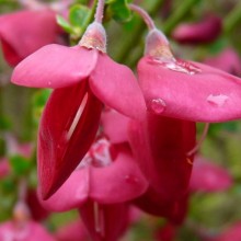 Cytisus x praecox 'Boskoop Ruby'