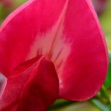 Cytisus x praecox 'Boskoop Ruby'