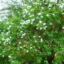 Exochorda racemosa | habitus
