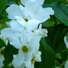 Exochorda racemosa