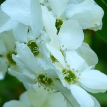 Exochorda racemosa