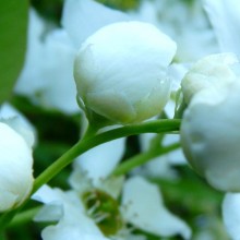 Exochorda racemosa | poupě