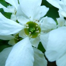 Exochorda racemosa