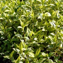 Kalimeris yomena 'Shogun'