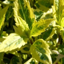 Kalimeris yomena 'Shogun'