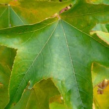 Liquidambar styraciflua | list