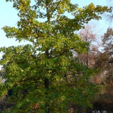 Liquidambar styraciflua | habitus