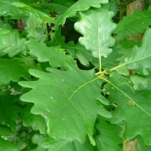 Quercus petraea