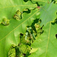 Quercus robur