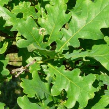 Quercus robur