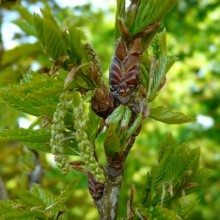 Quercus x hickelii