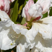 Rhododendron hybr. 'Alena'