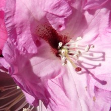 Rhododendron hybr. 'Panenka'