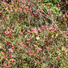 Rhododendron hybr. 'Profesor Jeršov'