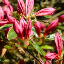 Rhododendron hybr. 'Profesor Jeršov'
