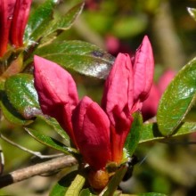 Rhododendron hybr. 'Profesor Jeršov'