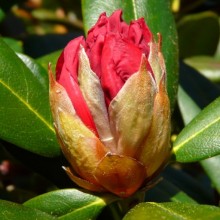 Rhododendron yakushimanum 'Bambola'