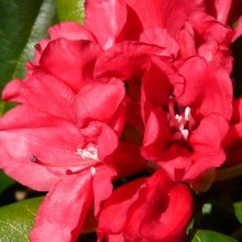 Rhododendron yakushimanum 'Bambola'