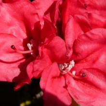 Rhododendron yakushimanum 'Bambola'