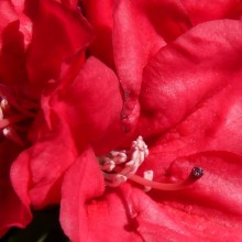 Rhododendron yakushimanum 'Bambola'