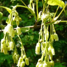 Staphylea bumalda | květy