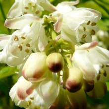 Staphylea pinnata