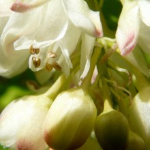 Staphylea pinnata | květy