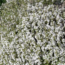 Thymus vulgaris 'Fragrantissimus'