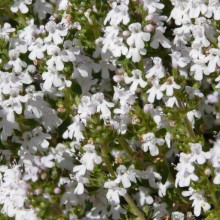 Thymus vulgaris 'Fragrantissimus'