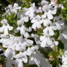 Thymus vulgaris 'Fragrantissimus'
