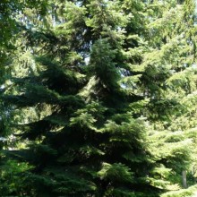 Abies amabilis