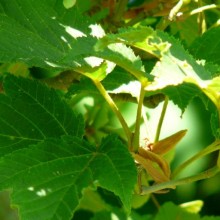 Acer rufinerve