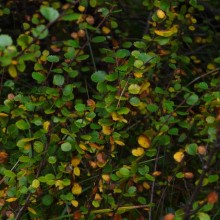 Betula nana | Šumava Jezerní slať, září
